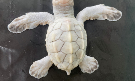 Un neonato de tortuga lora (albina), lamentablemente nace muerta 