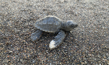 Coloración blanca en una aleta y deformidad en el caparazón del neonato de tortuga lora 