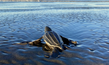 Liberación de Neonato de Tortuga Baula, playa Ostional.
