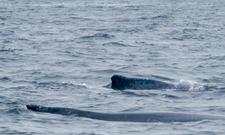 Ballena y ballenato navengando en Bahia Malaga, Buenaventura