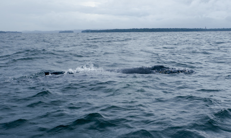 Espiraculo y aleta dorsal de ballena jorobada en Bahia Malaga, Buenaventura, Colombia