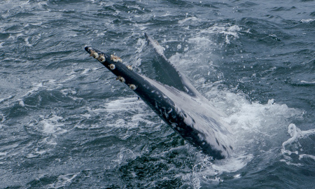 Aleta caudal de ballena jorobada en Uramba Bahia Malaga, Buenaventura, Colombia