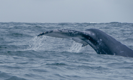 Aleta caudal de ballena jorobada en Bahia Malaga, Buenaventura, Colombia