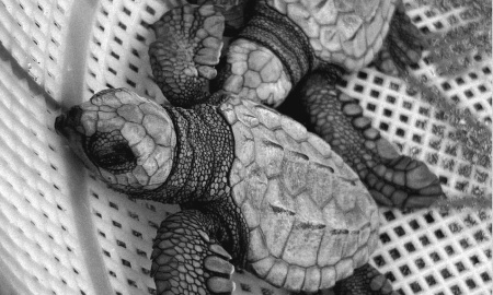 Neonatos de Tortuga Golfina (Lepidochelys olivacea)