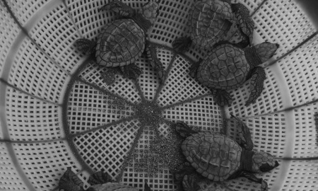 Neonatos de Tortuga Golfina (Lepidochelys olivacea)
