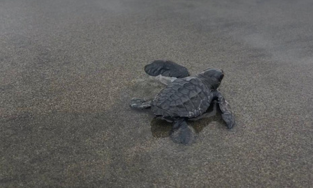 Neonato de Tortuga Golfina (Lepidochelys olivacea)