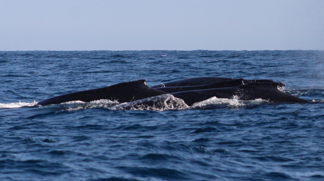 Grupo de competencia de ballenas jorobadas
