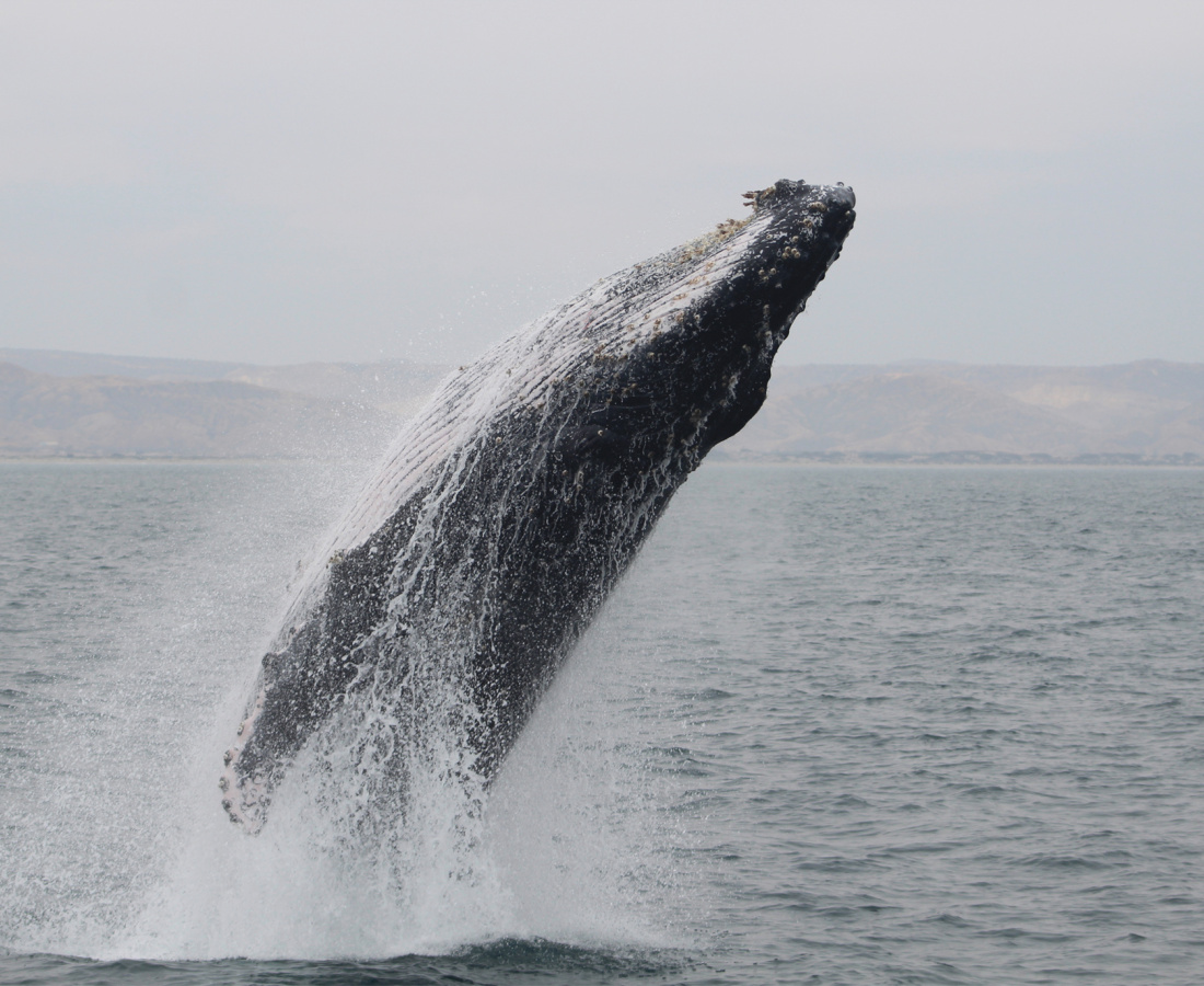 Ballena jorobada Megaptera novaeangliae - Los Órganos - Reserva Nacional Mar Tropical de Grau