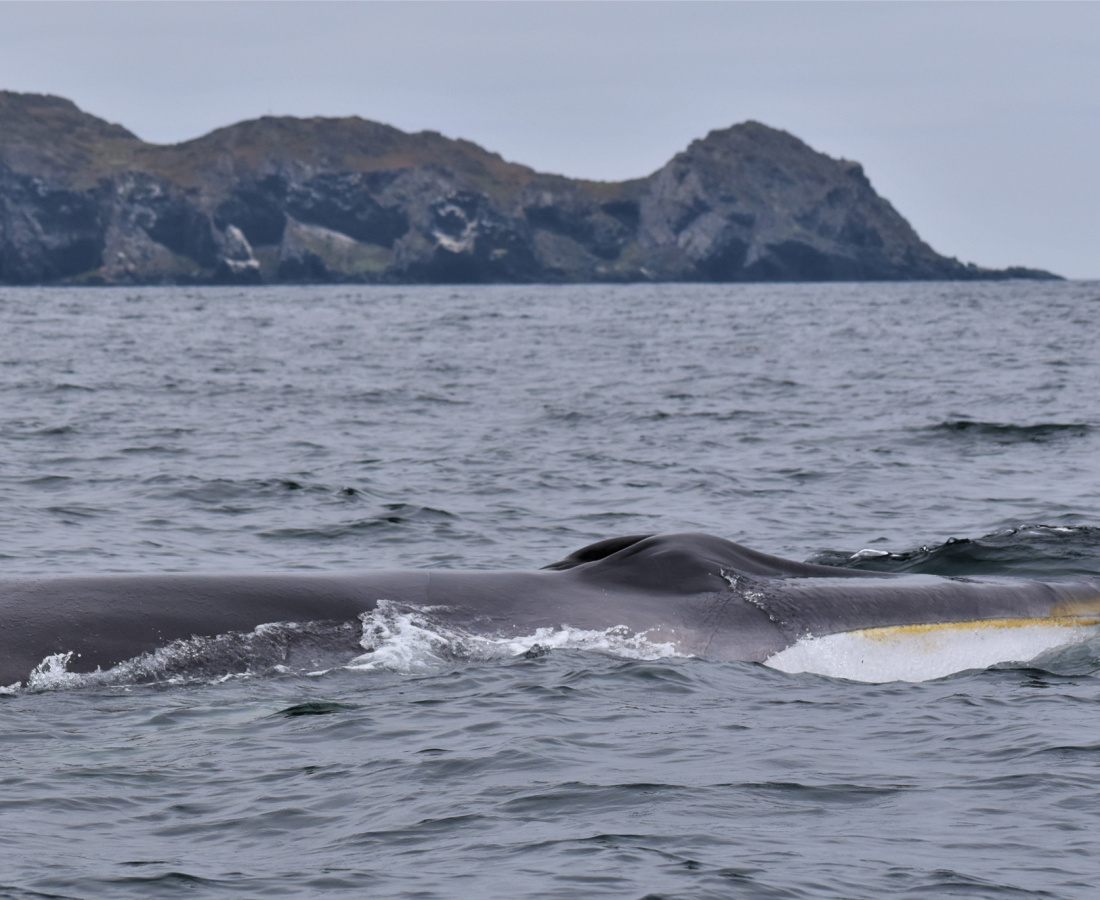 Ballena de aleta en mar abierto