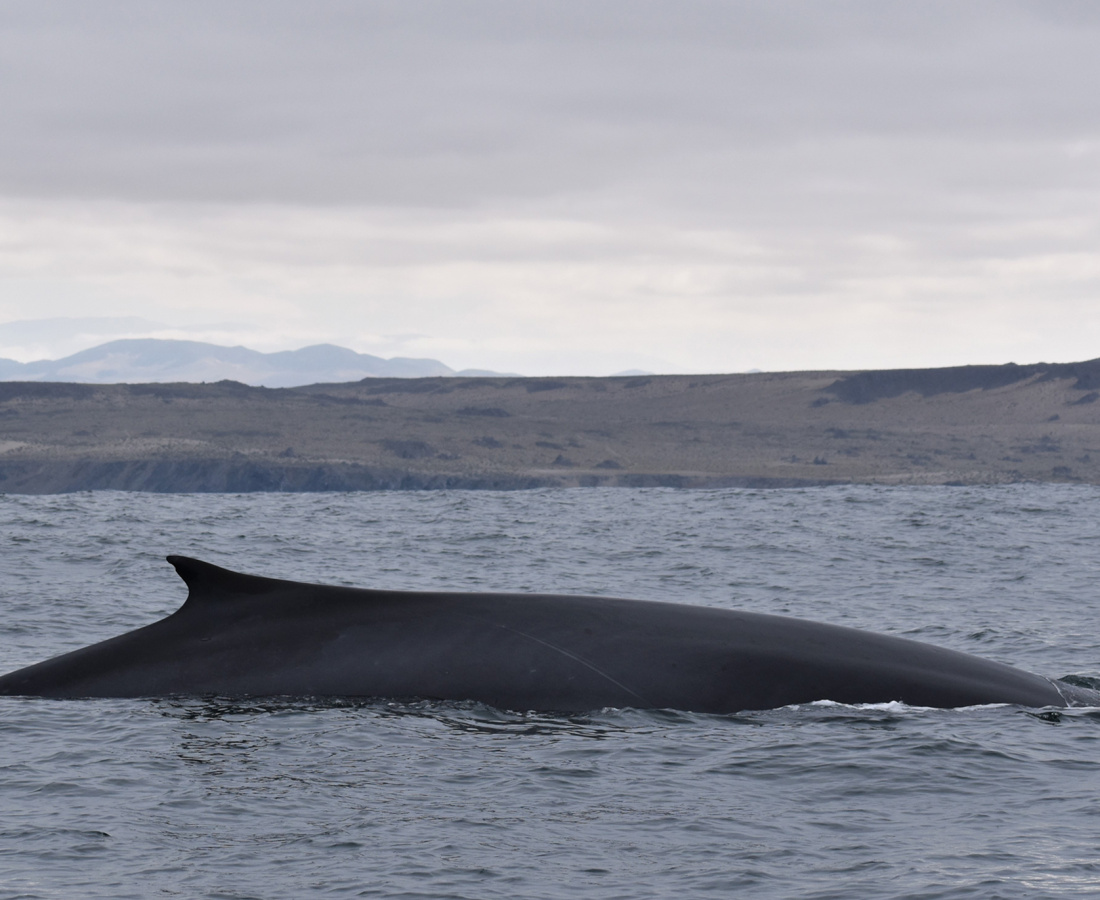 Ballena de aleta en mar abierto