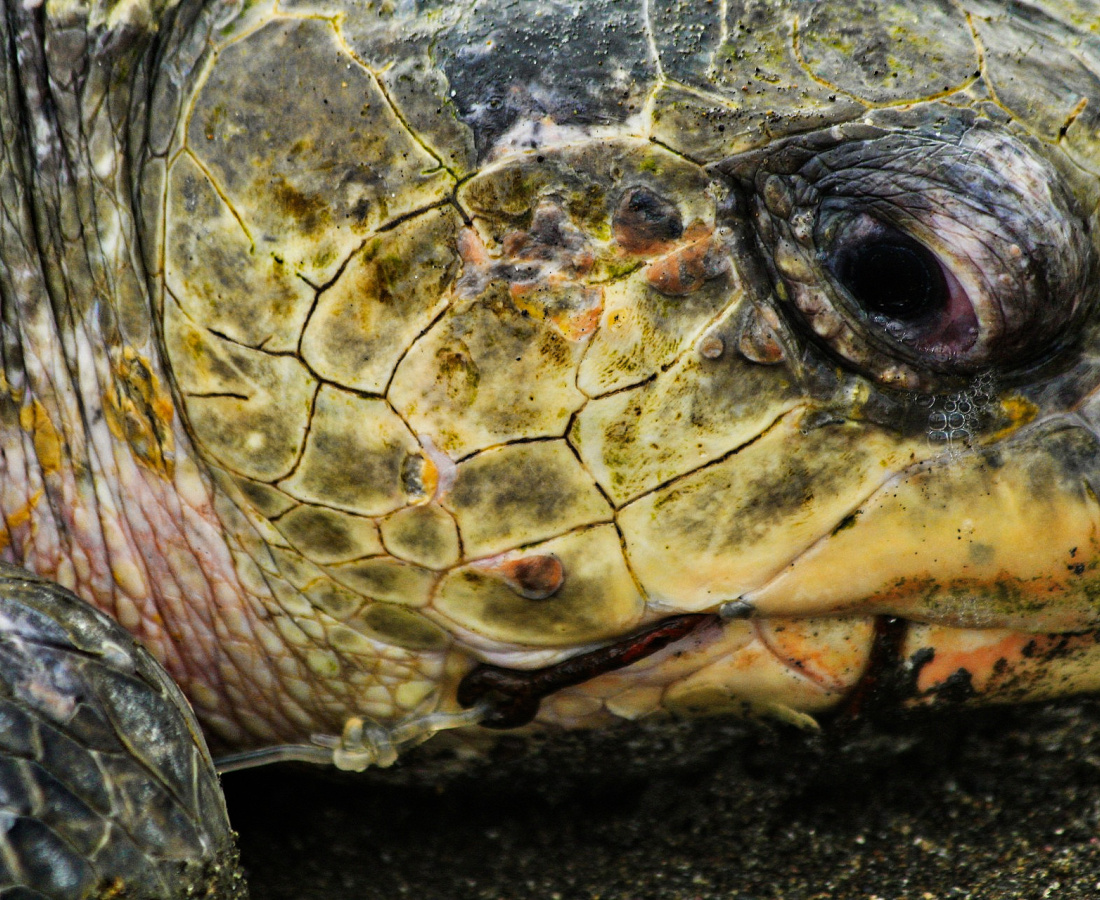 Tortuga lora (Lepidochelys olivacea) con un anzuelo en su boca. Fotografía tomada en el Refugio Nacional de Vida Silvestre Ostional