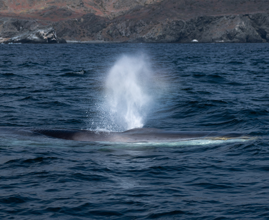 Ballena de aleta en mar abierto