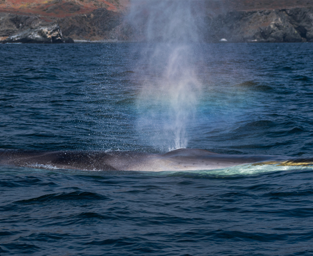 Ballena de aleta en mar abierto