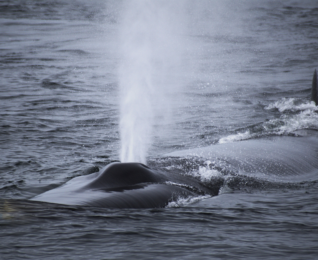 Ballena de aleta en mar abierto