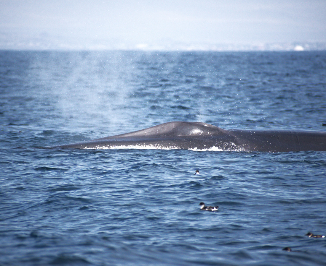 Ballena de aleta en mar abierto