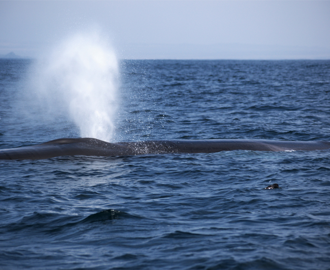 Ballena de aleta en mar abierto
