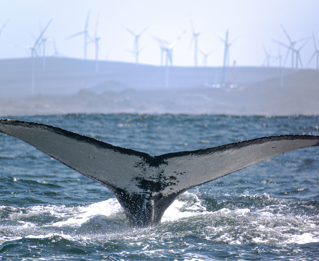 Ballena jorobada en mar abierto