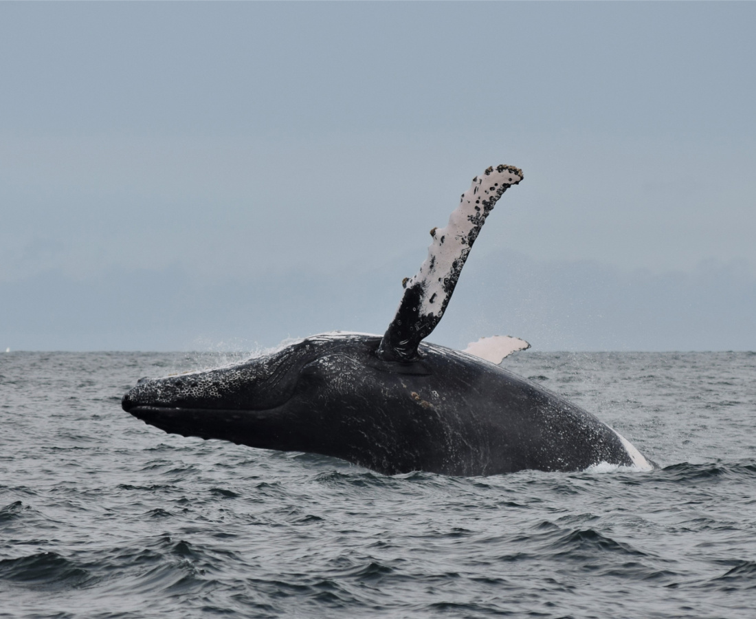 Ballena jorobada en mar abierto
