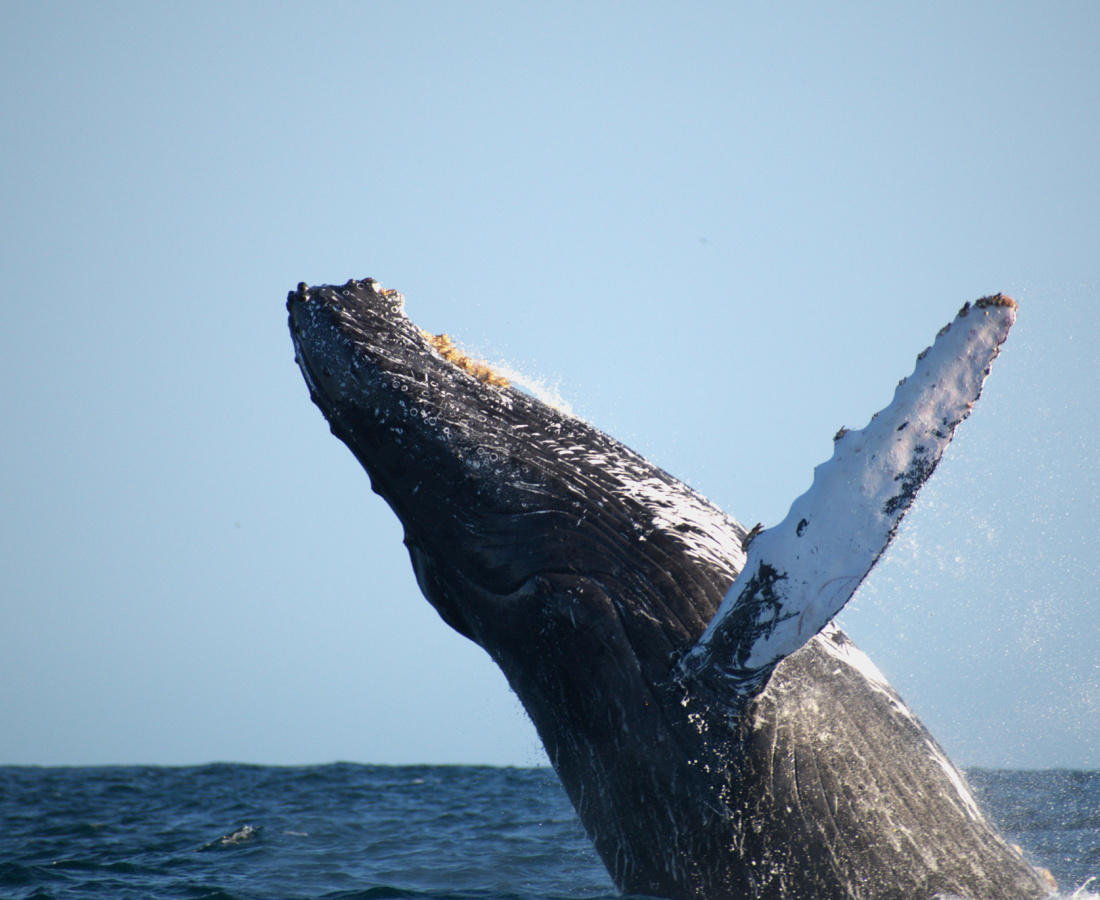 Ballena jorobada en mar abierto