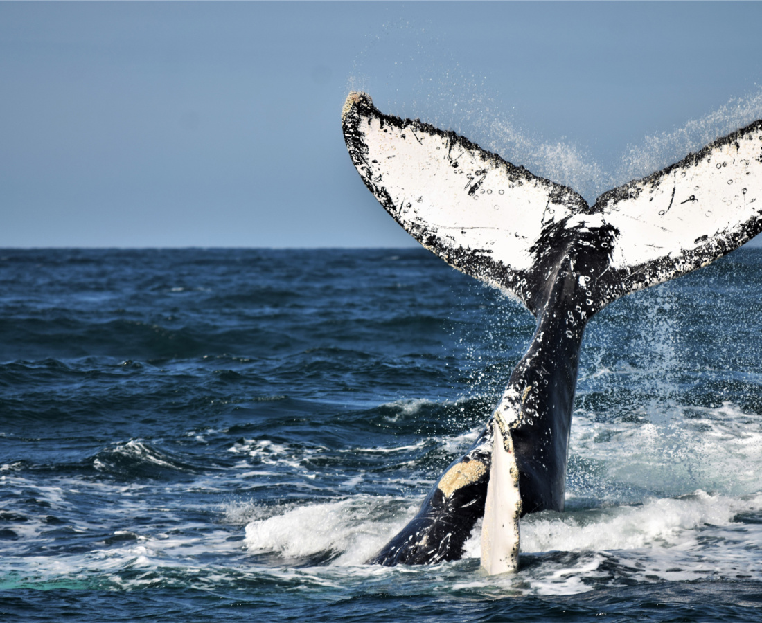 Ballena jorobada en mar abierto