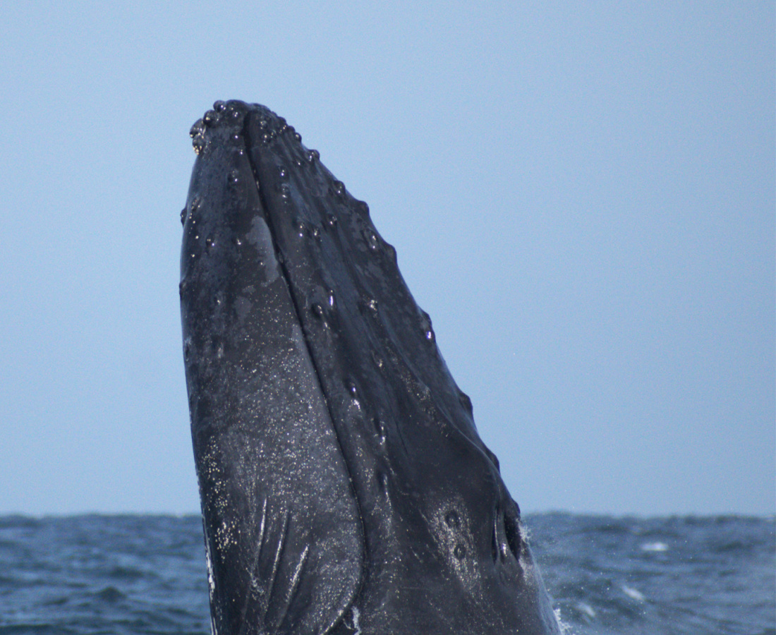 Ballena jorobada en mar abierto