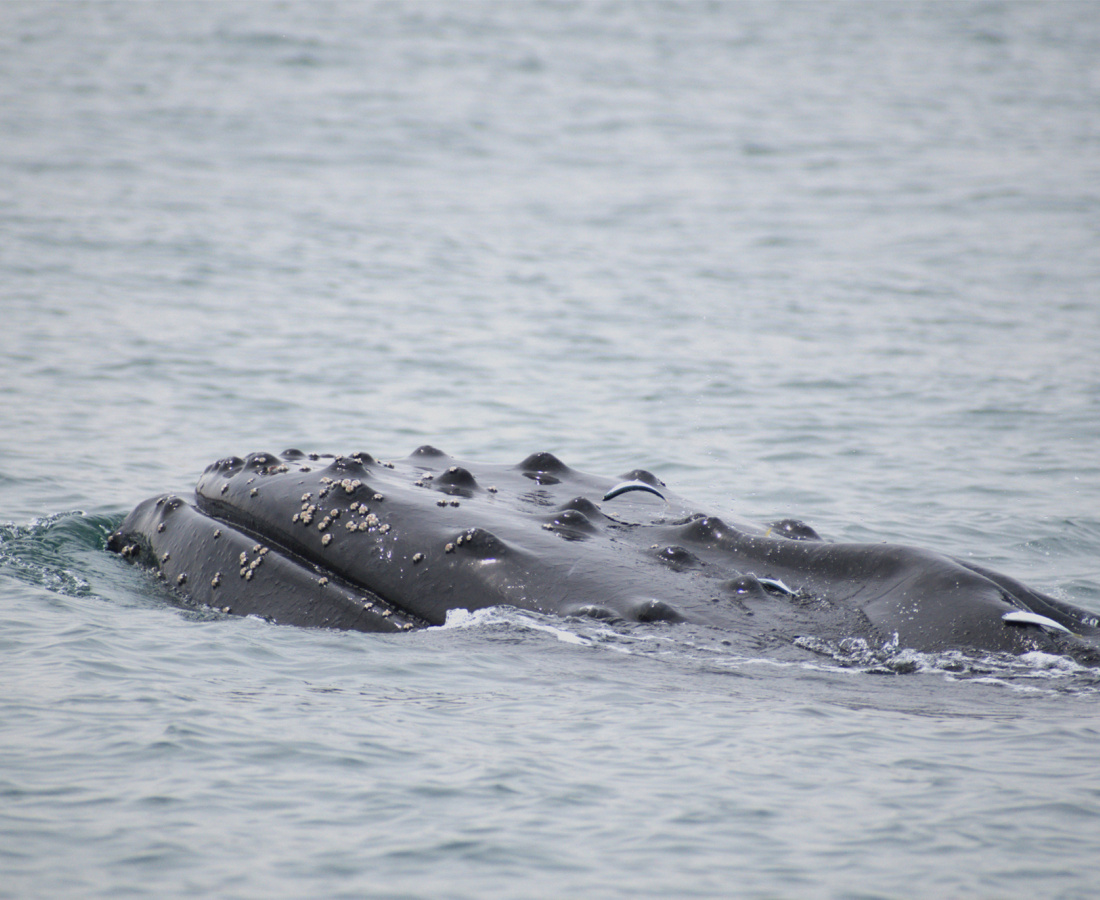 Ballena jorobada en mar abierto