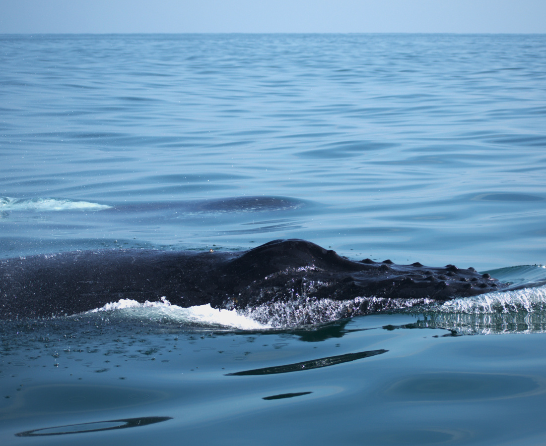 Ballena jorobada en mar abierto
