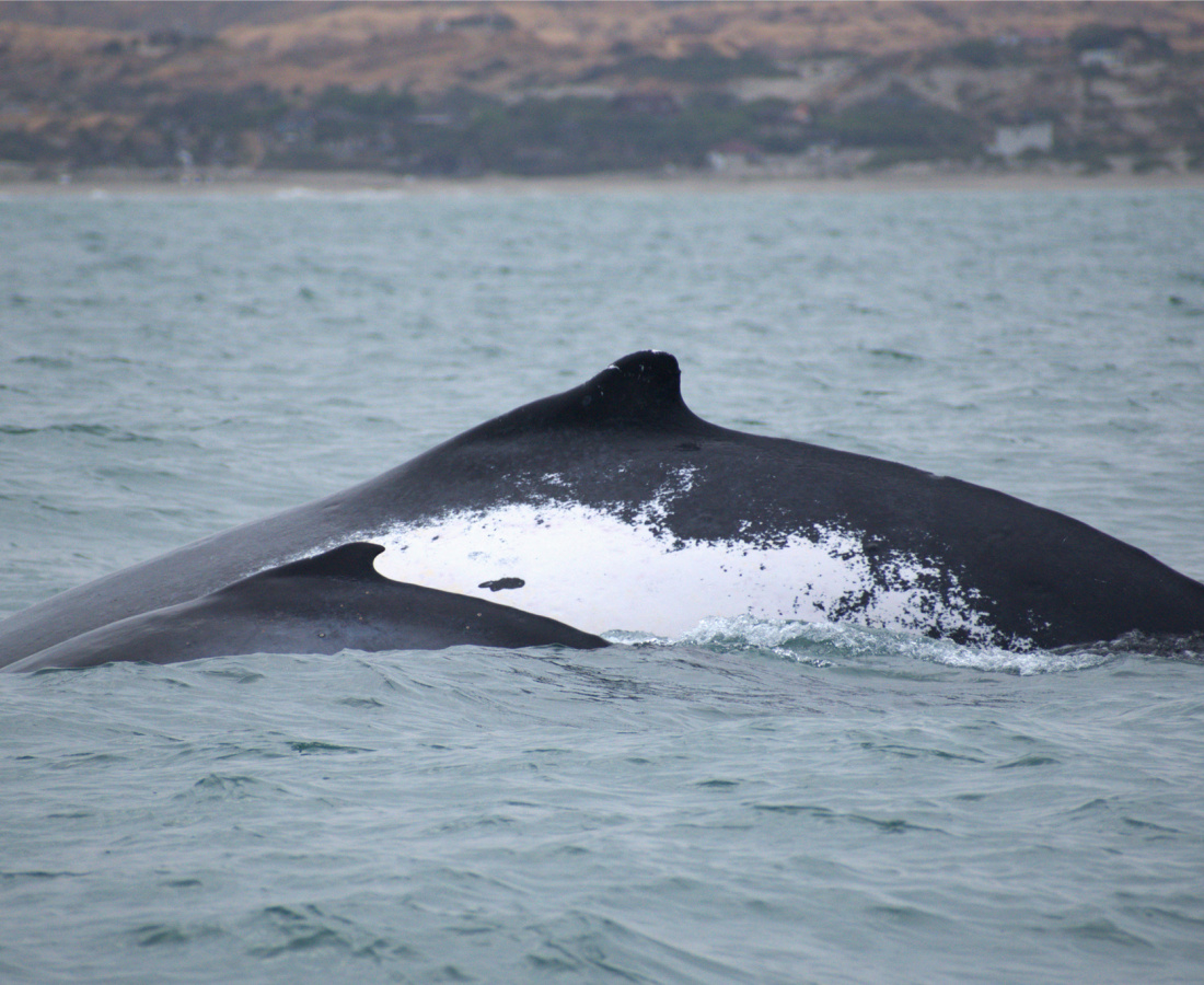 Ballena jorobada en mar abierto