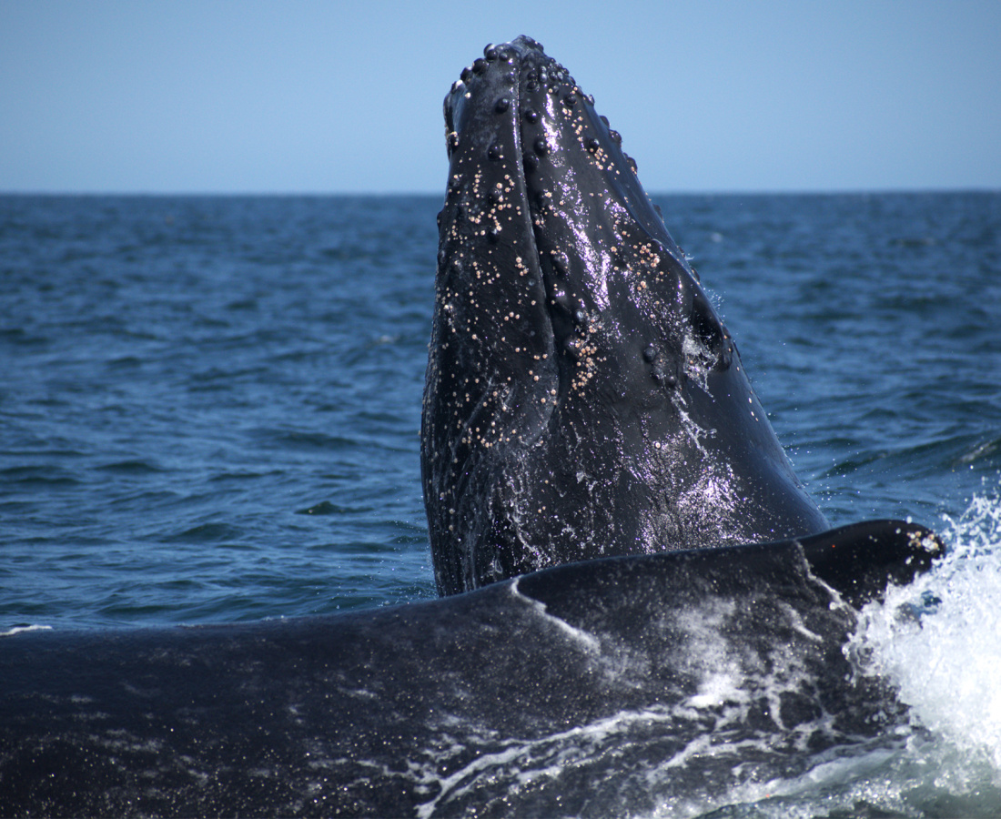 Ballena jorobada en mar abierto