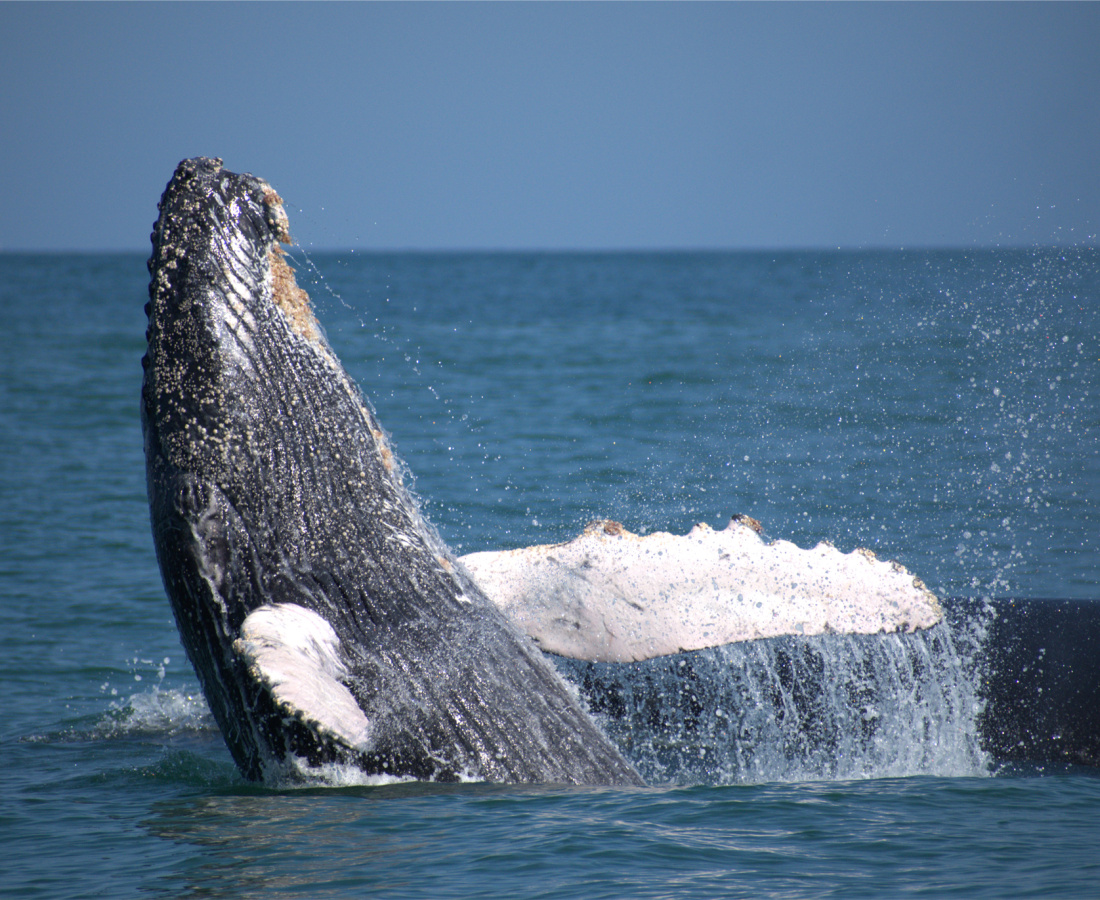 Ballena jorobada en mar abierto