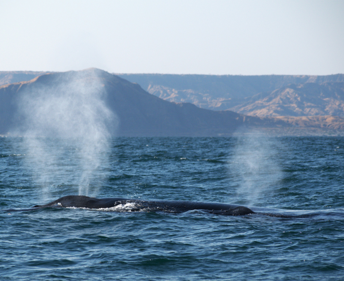 Ballena jorobada en mar abierto