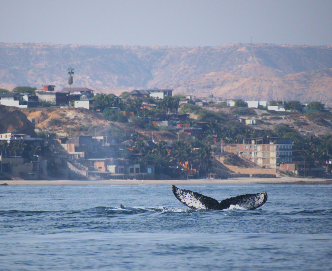 Ballena jorobada en mar abierto
