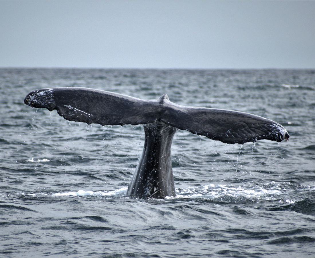 Ballena jorobada en mar abierto