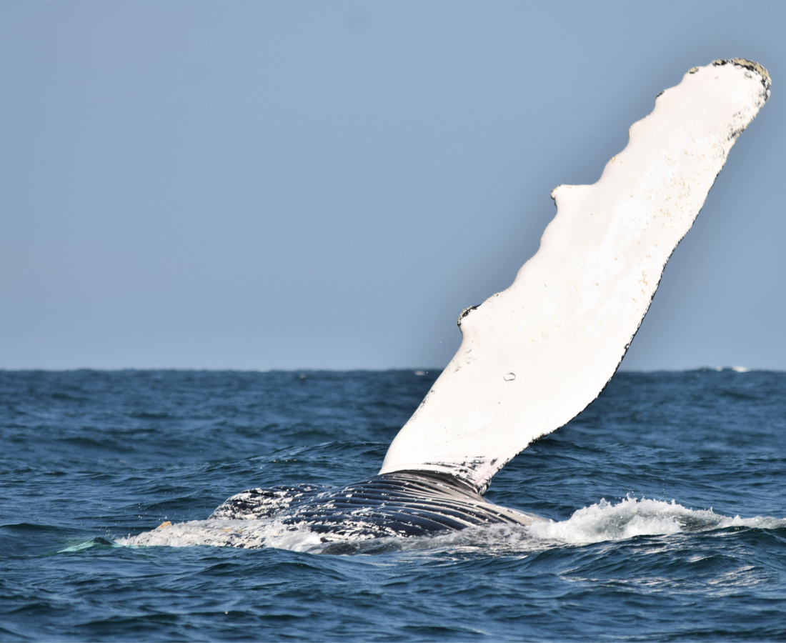 Ballena jorobada en mar abierto