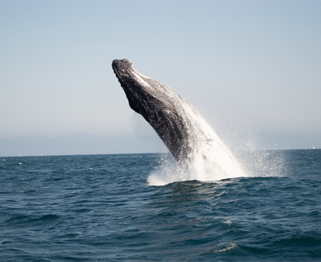 Ballena jorobada en mar abierto