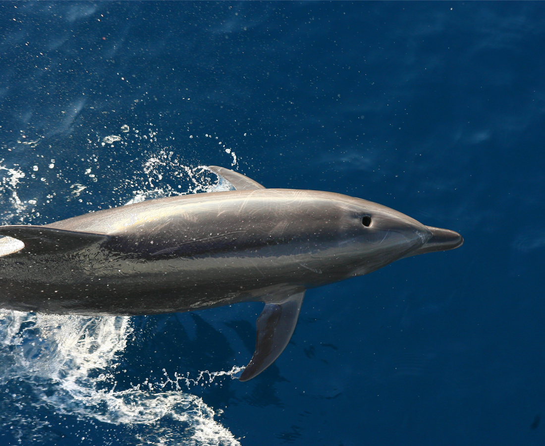 Delfin mar abierto