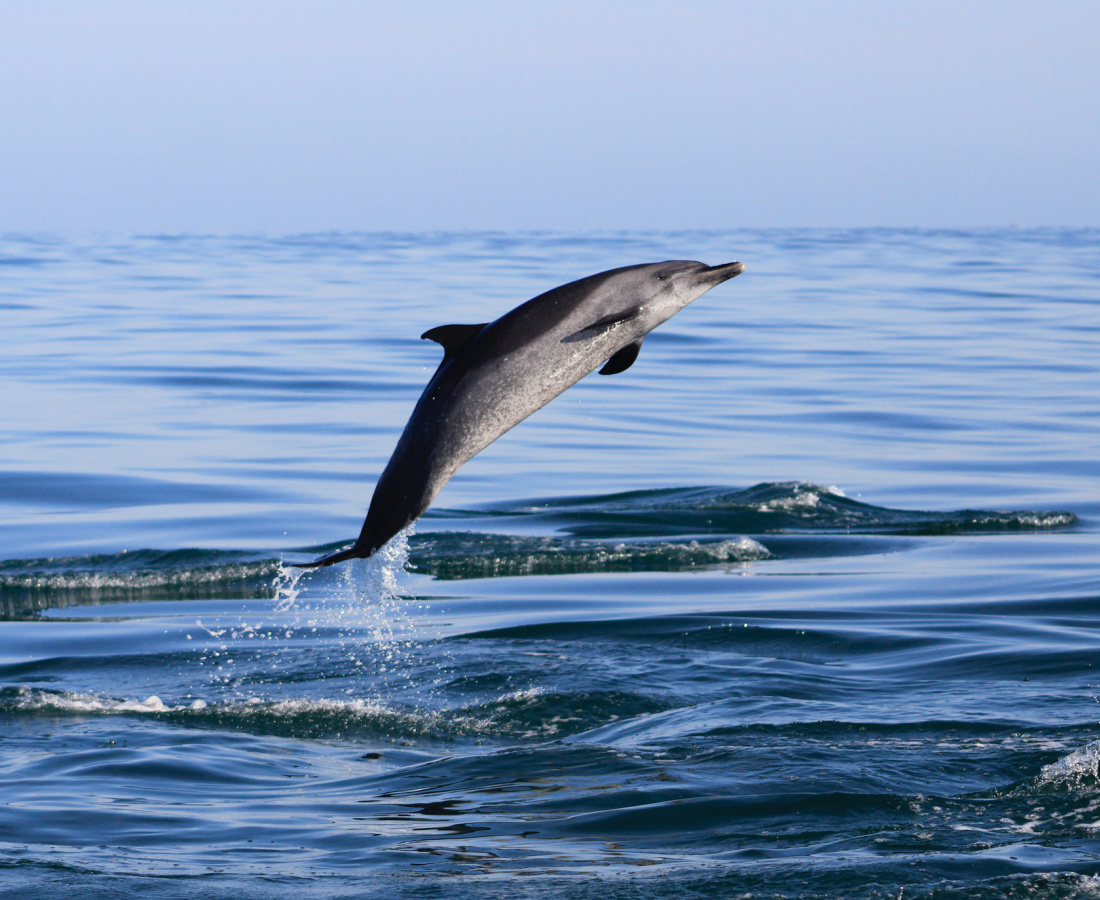 Delfín moteado pantropical