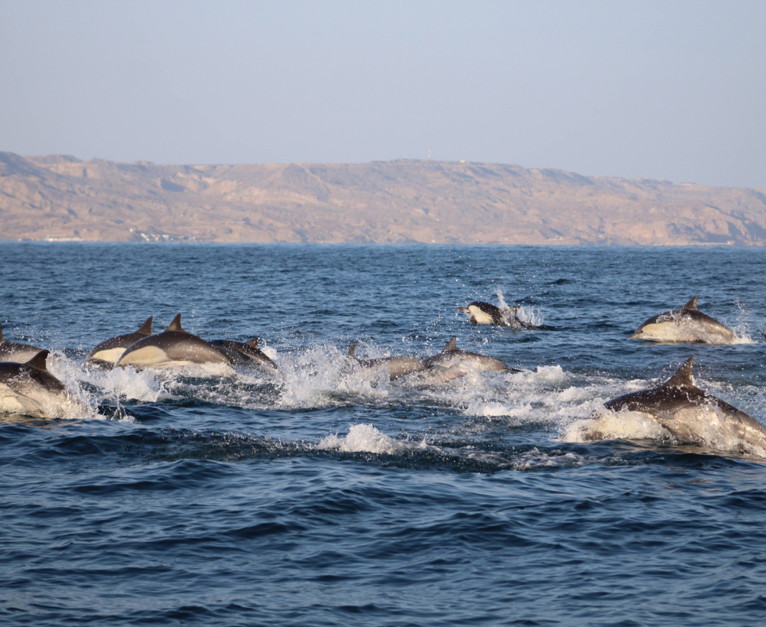 Delfines comunes en el Pacífico Sudeste