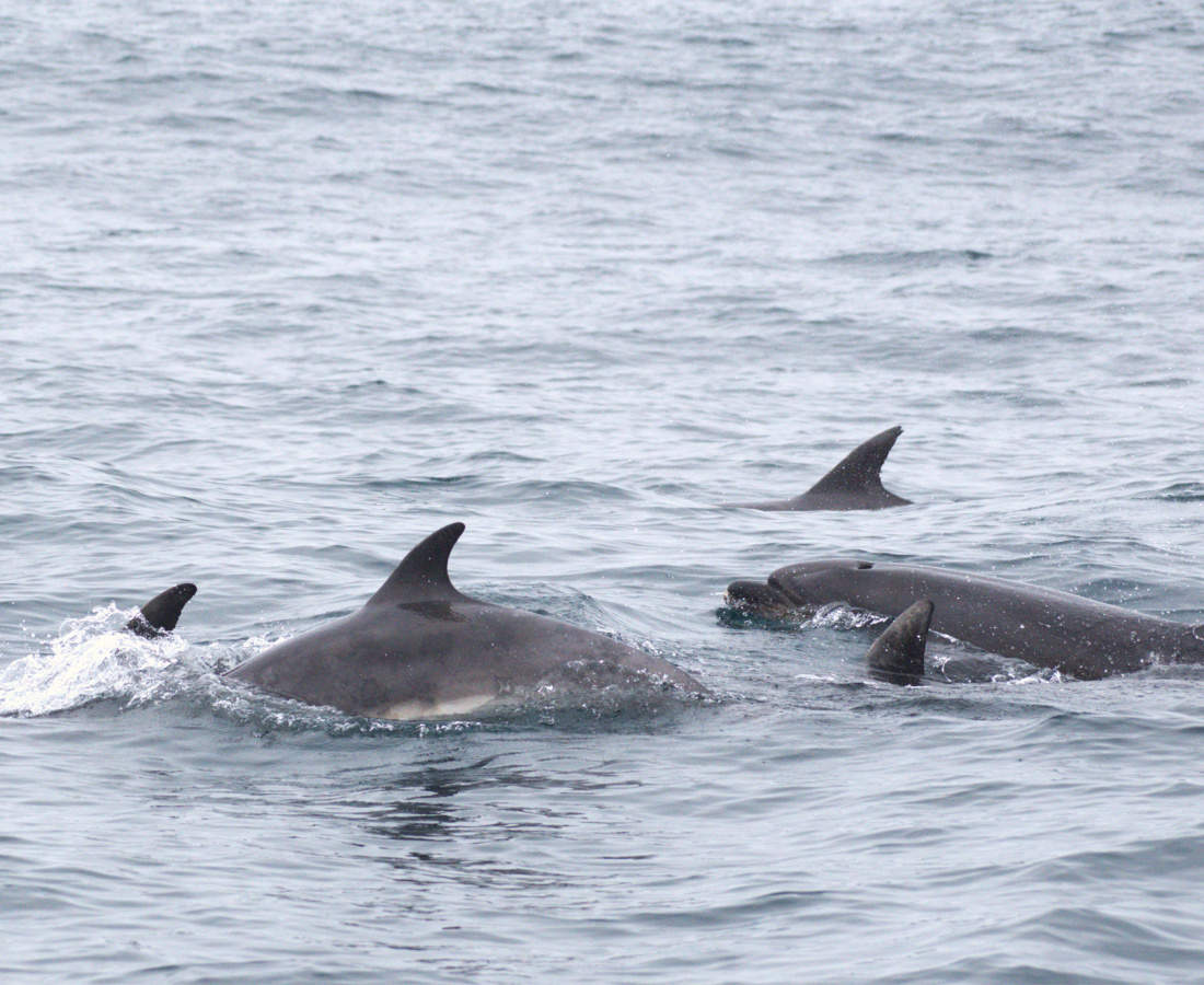 Individuos de delfín nariz de botella en mar abierto
