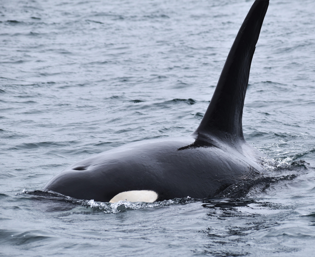 Orca en mar abierto