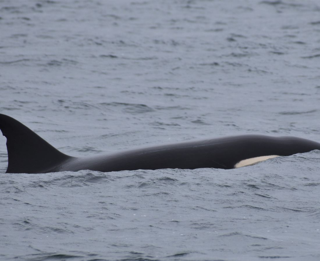Orca en mar abierto