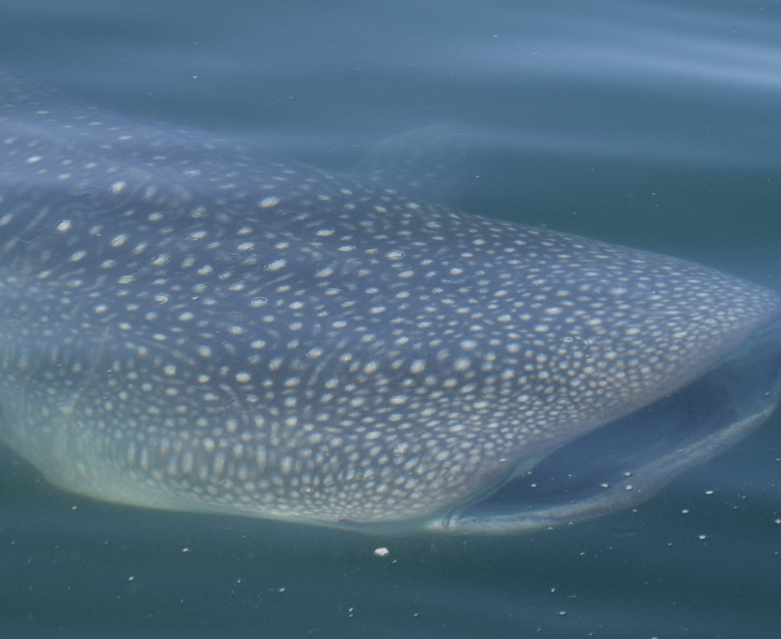 Tiburón ballena en mar abierto