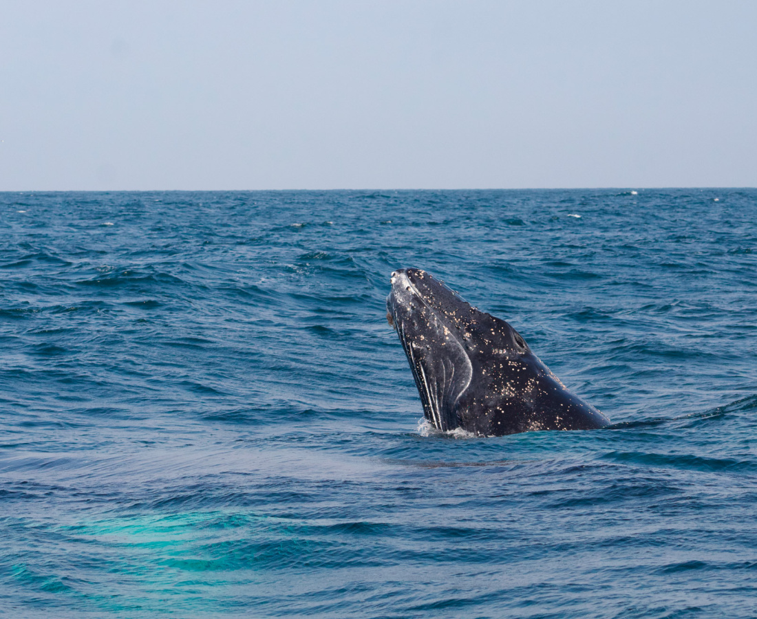 Ballena jorobada Megaptera novaeangliae - Los Órganos - Reserva Nacional Mar Tropical de Grau