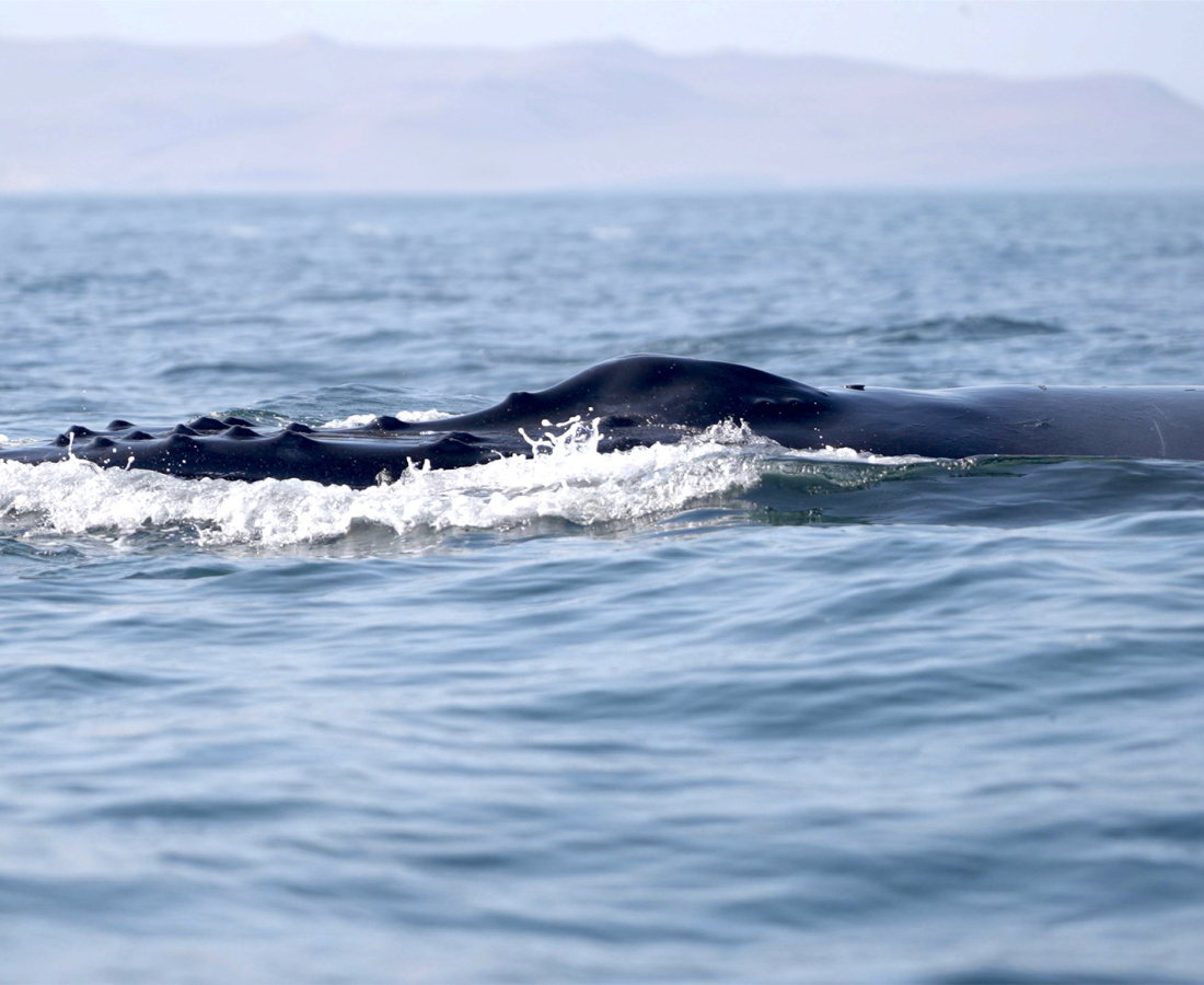 Ballena moviéndose por la superficie