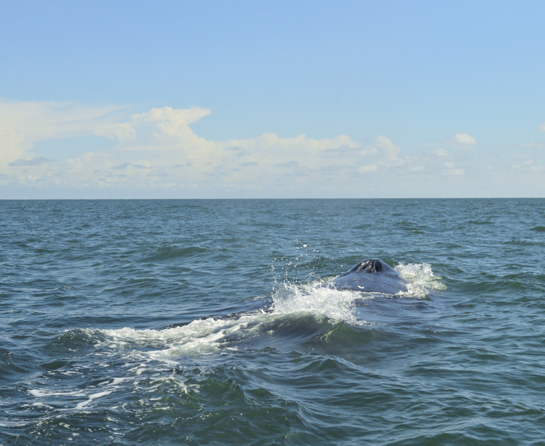 Espiraculo de ballena jorobada navegando en Uramba Bahia Malaga en Buenaventura, Colombia