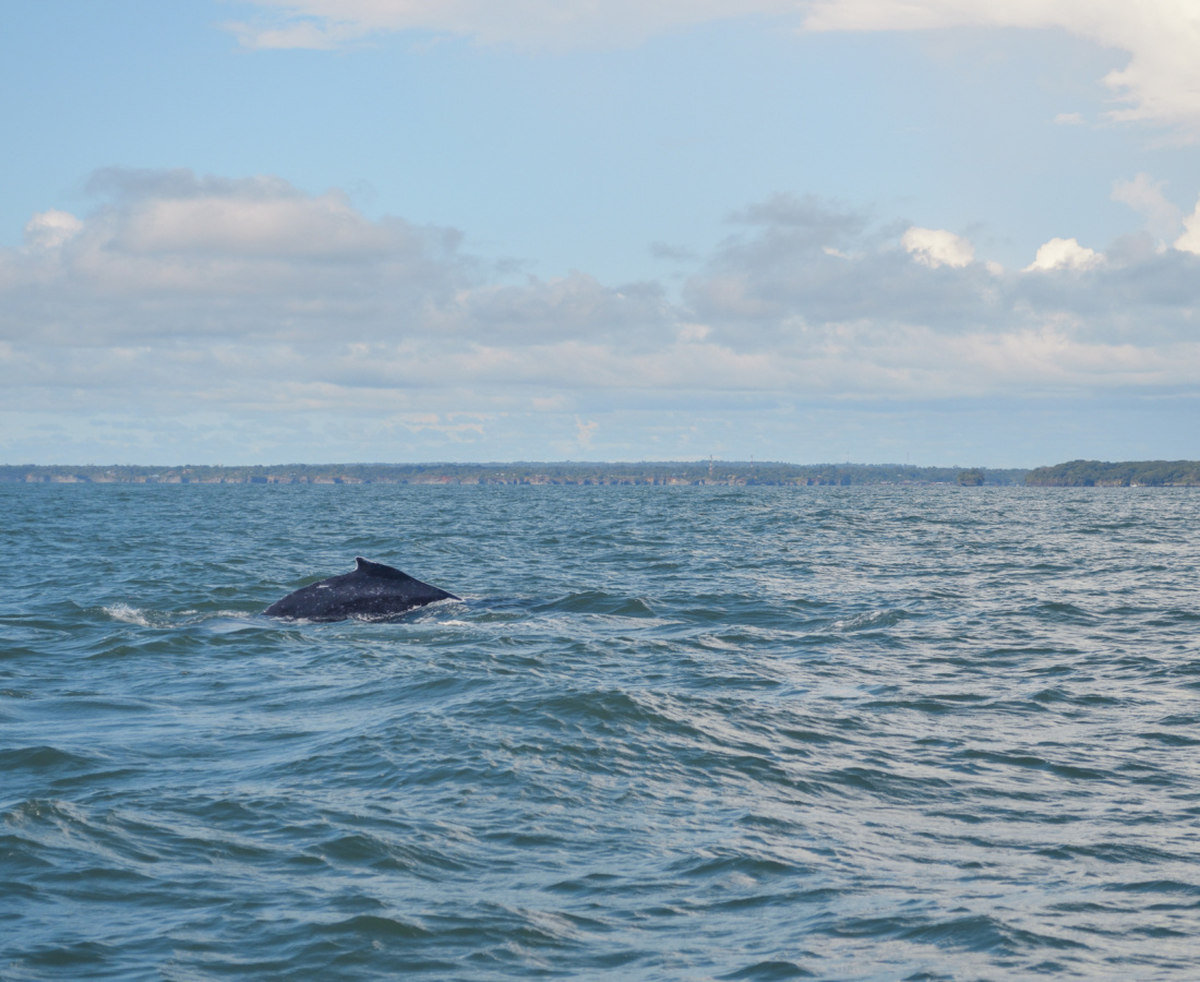 Aleta dorsal de ballenato navegando en Uramba Bahia Malaga