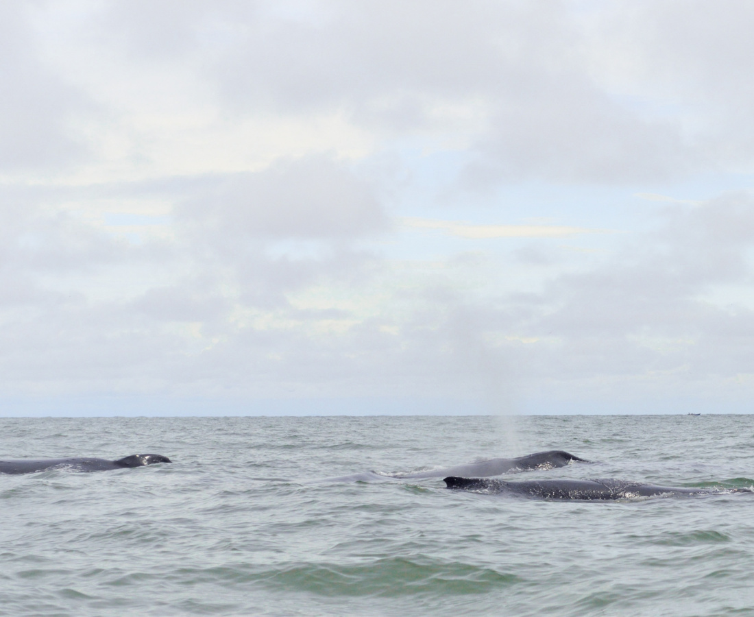 Ballena jorobada navengando con su cria y escolta