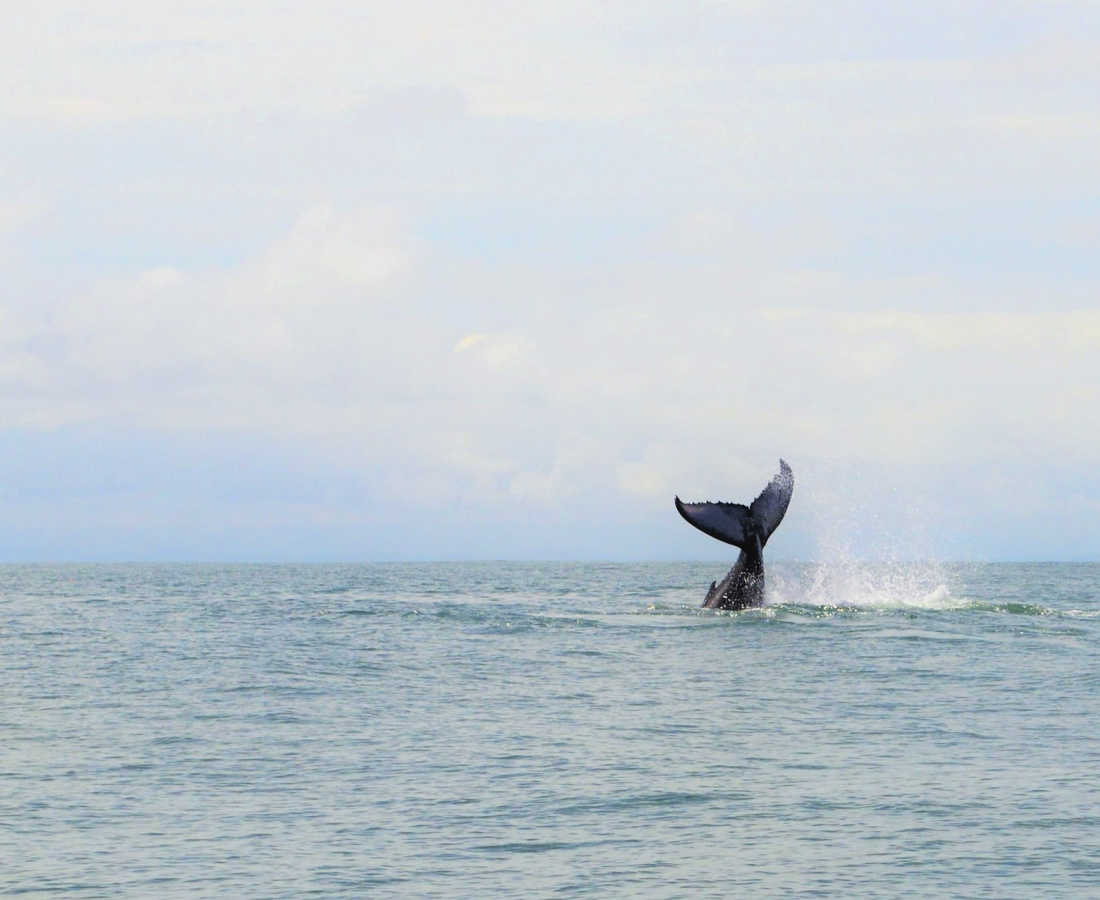 Ballenato jugando con su cola en Uramba Bahia Malaga, sector los negritos, Buenaventura, Colombia