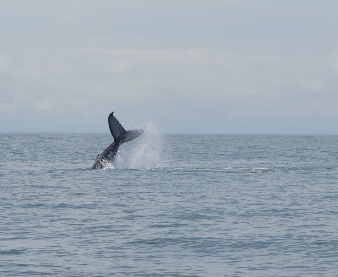 Serie de ballenato jugando con su cola en Uramba Bahia Malaga, Buenaventura, Colombia
