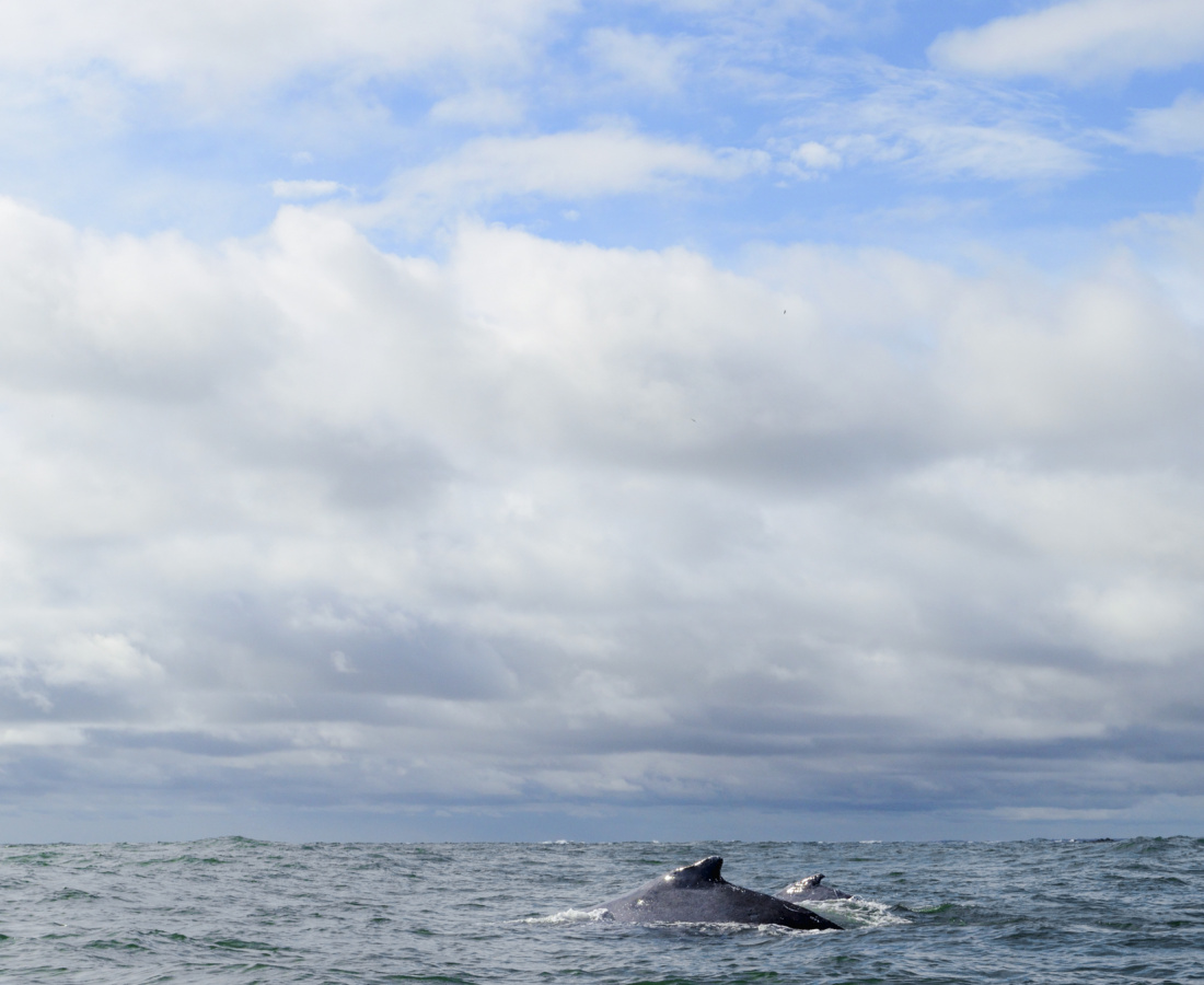 Madre de ballena jorobada navegando con su ballenato en Uramba Bahia Malaga, Buenaventura, Colombia 